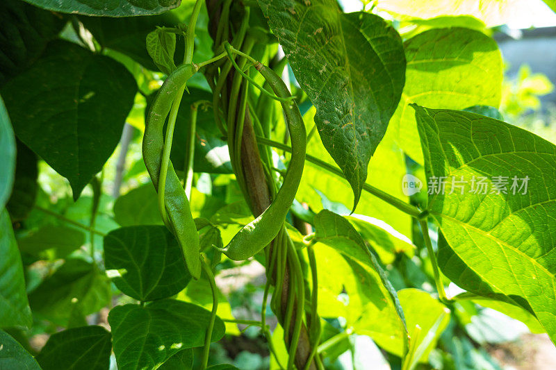 菜豆(phaseololesvulgaris L. bean)在大田阳光下生长